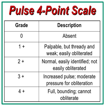 Pulse 4 Pt Scale